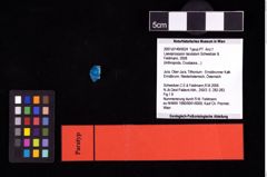 NHMW-GEO-2007z0149-0024_Ol_02.tifLaeviprosopon laculatum (Schweitzer & Feldmann, 2008)  (NHMW-GEO-2007z0149-0024)